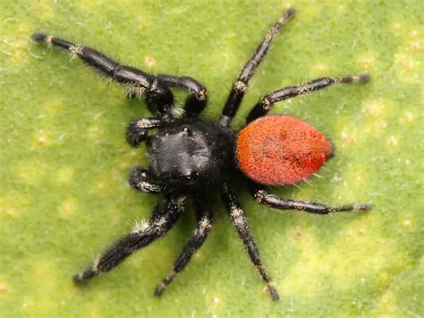 red spider black legs